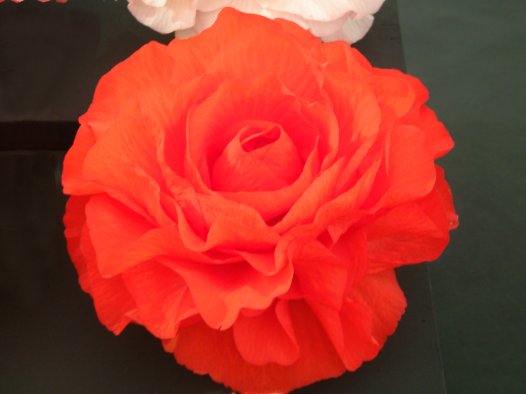 B. ‘Sylvia Johnston’